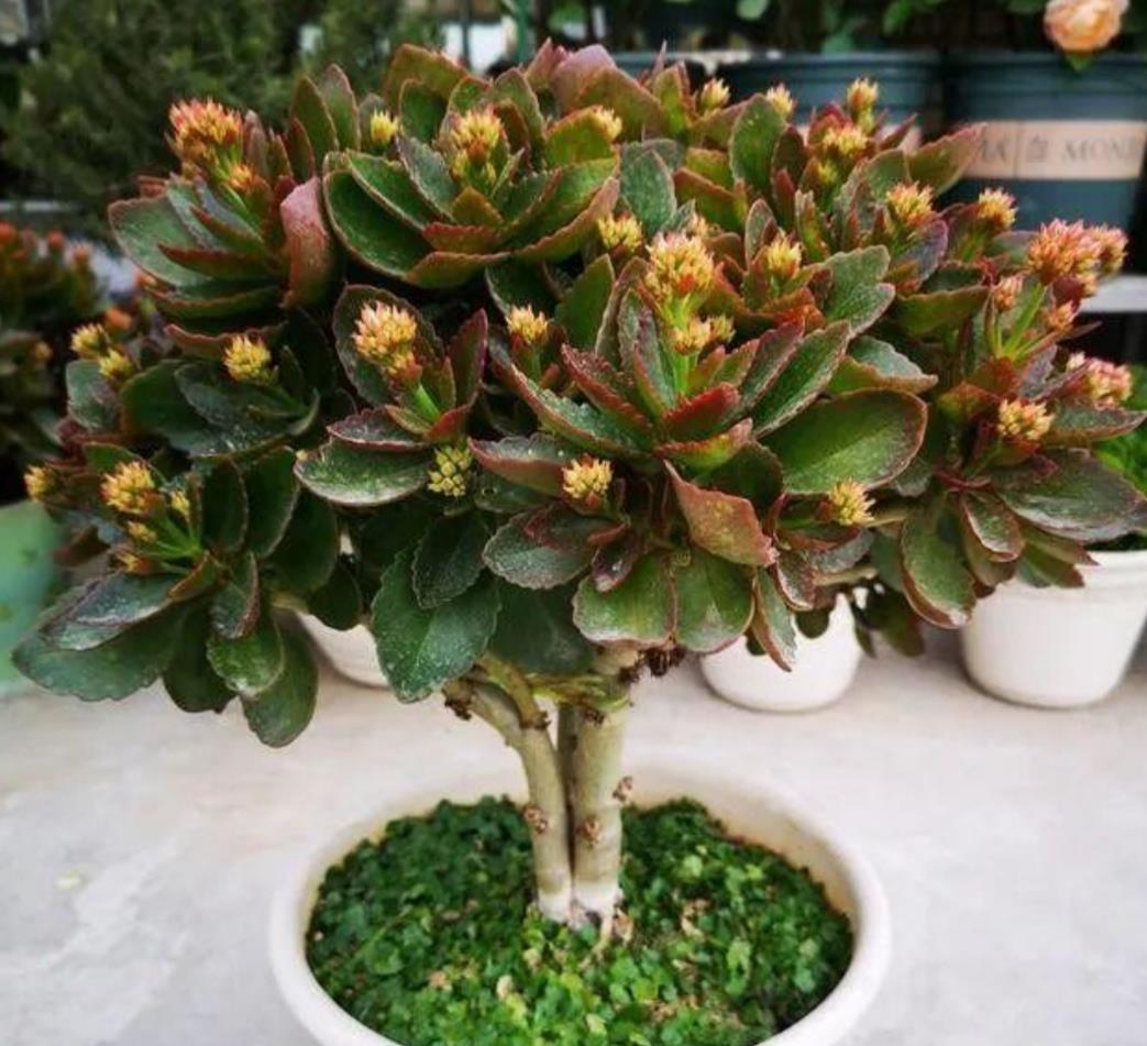 琴叶榕|这些“漂亮花”,7月不修剪,来年没花看,后悔一整年