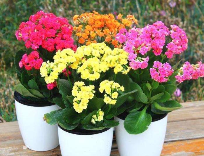 冬季养长寿花,记住3条养护法则,开花早花期长