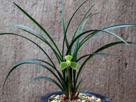 要把带花苞的兰花种活,要去“剪一刀”,不然就“悬”咯!