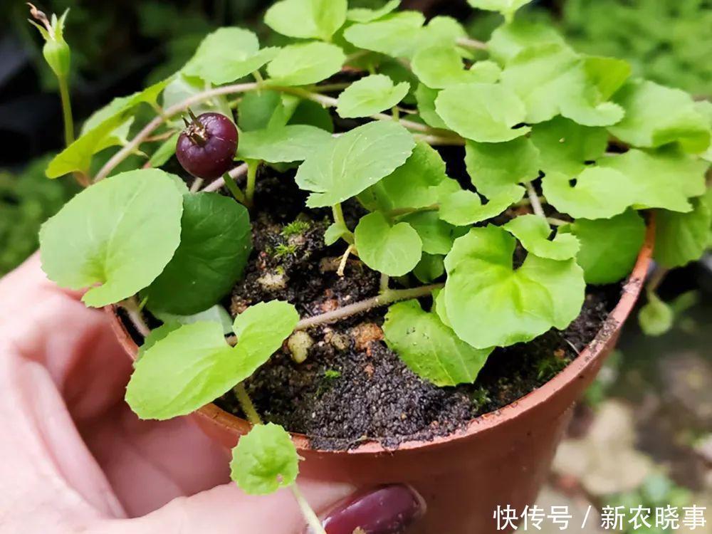 玉带|过去农村娃当零食吃,如今却常被认为有毒,实则价值很高,别浪费