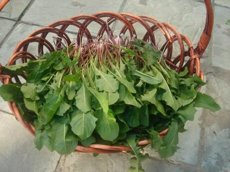 蒲公英|自己“晒干”的蒲公英,能当茶泡水喝吗有什么“禁忌”吗