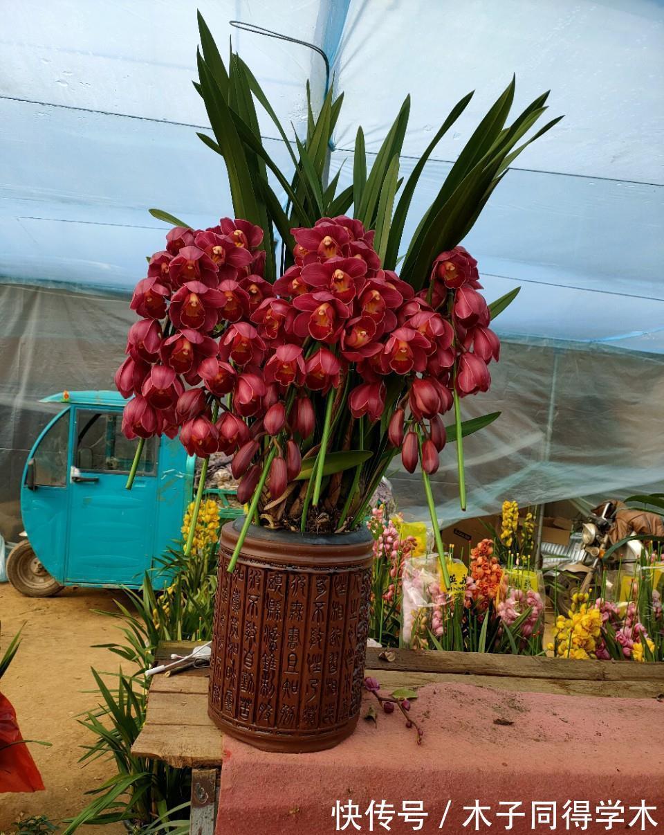 窍门|大花蕙兰，4个养护“窍门”，缺一不可，别耽误开花一整年