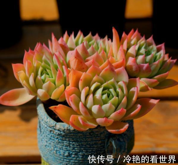 秋天养多肉三色堇，了解掌握4个要点，长出红黄渐变色很高级