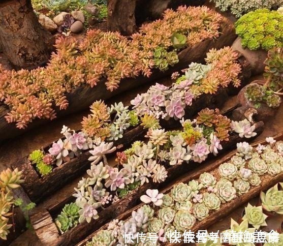 以树干为花盆,可以把紫乐养出“一面墙”,感兴趣可以试试!