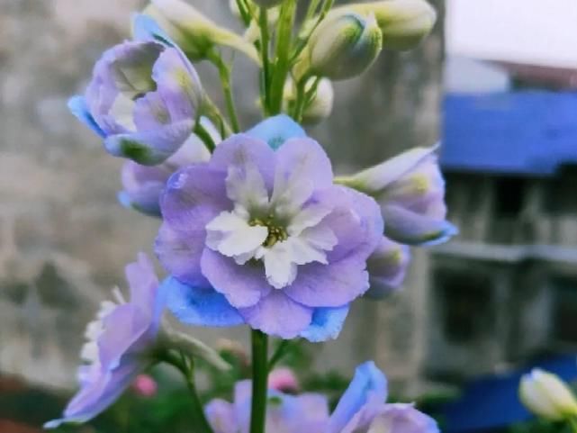 美人般的花，花开瞬间美到窒息，谁见都夸