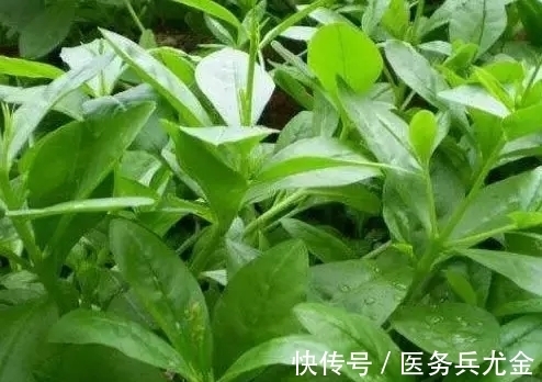 人参|农村一种野草酷似人参,叶子当菜吃,殊不知根才是稀罕物