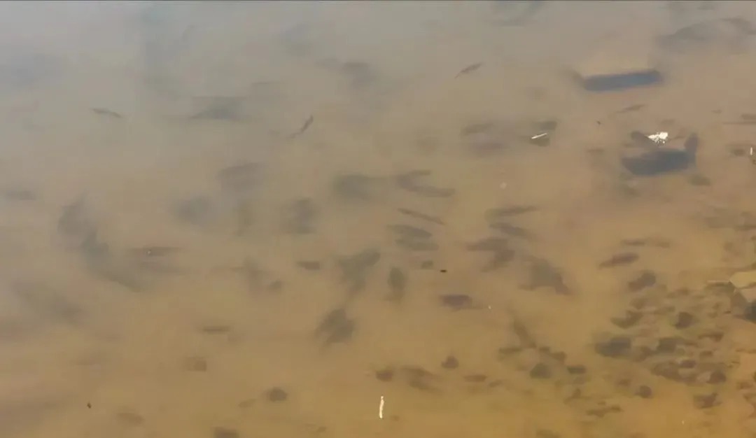 冬季人舒服鱼却难钓,用红虫都没口?不是饵的事,是你钓法有问题