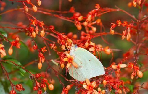 阳台|3种喜阴花,搁在北阳台,少晒太阳,少管它,枝繁叶茂开满花