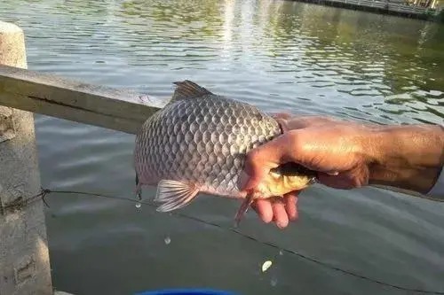 冬钓你还在单开蓝鲫吗?试试这几种新用法,让你渔获直接拉到满意