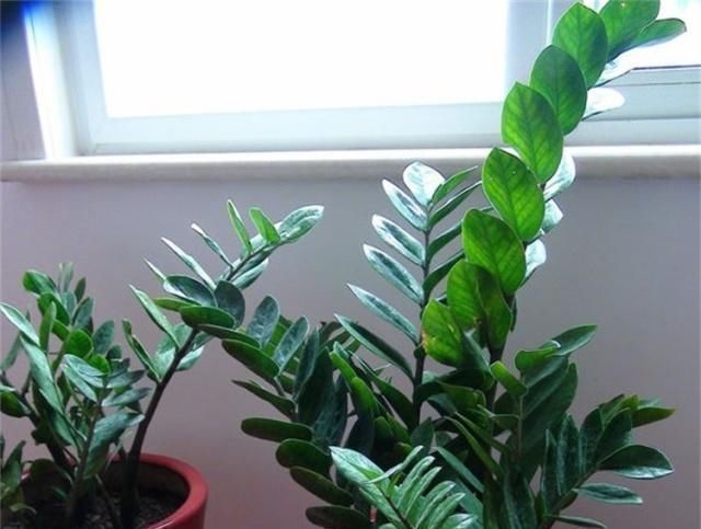 客厅养花,就养这“2种”,好养易活又耐看,比富贵竹、发财树强