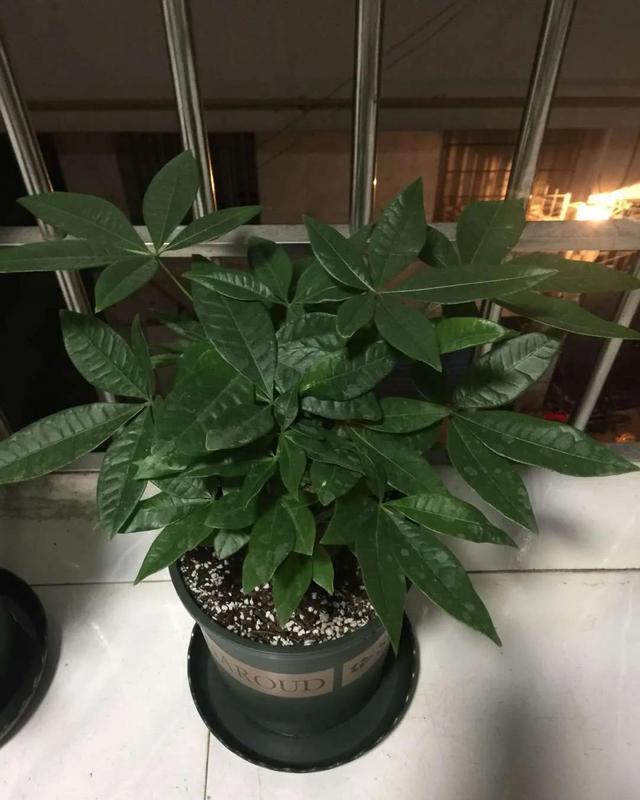 春节最受欢迎的5种花，放家里一盆不吃亏，这样护理年年旺