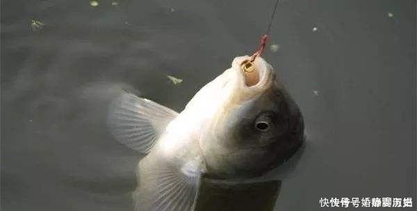 鱼儿|钓鱼二十年,如今才晓得,这三种鱼情的用漂“办法”,学会别外传