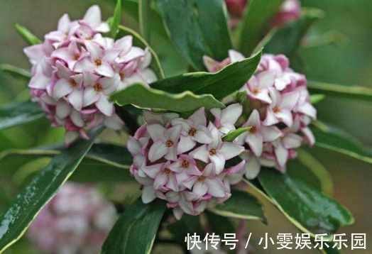 金边瑞香|此款植物适合新手养，花期长达半年，花艳易爆盆，花朵妖绝迷人