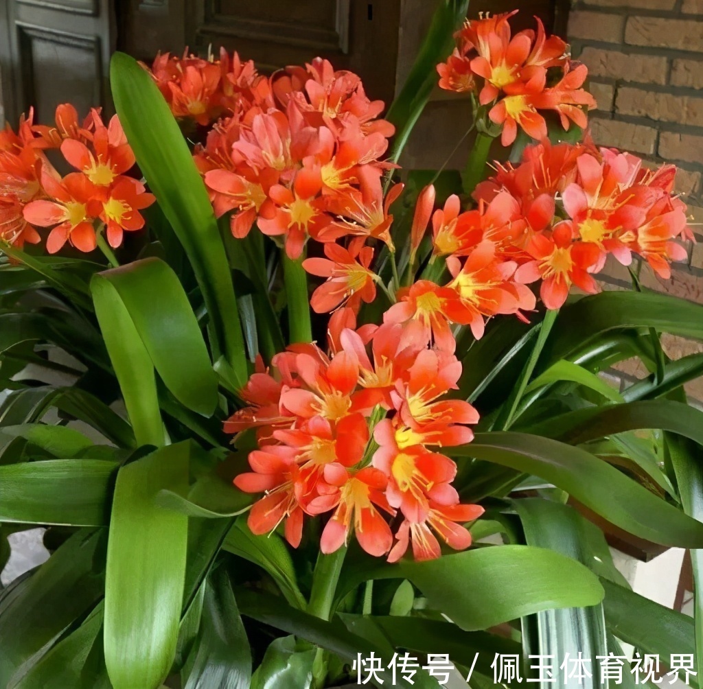 透气性|想要君子兰一花多箭,现在就得做好养护,背熟5句话,用上就管事