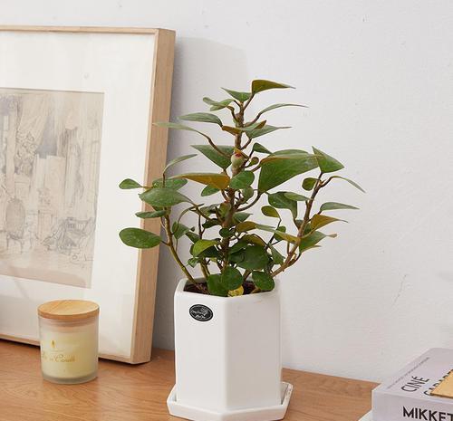 “小盼菩提”是一种什么盆栽？观叶又观果，漂亮好养，像带着仙气