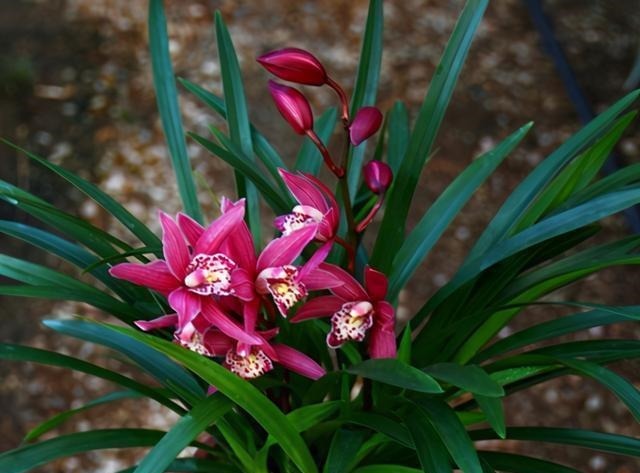 新手养兰花,注意“三细节”,花姿优雅,一年能花开四五次