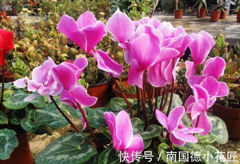 5种漂亮花,皮实好养又耐寒,现在养一盆正当时,冬天开出小花园