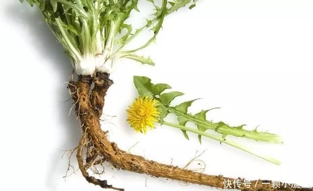 華花郎|這個時候喝蒲公英,可以更好的保肝排毒,還可以護胃殺菌