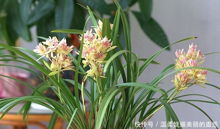 家养这些盆栽,不用费心思,花朵鲜艳妖艳,开花轻松挤爆盆,超赞