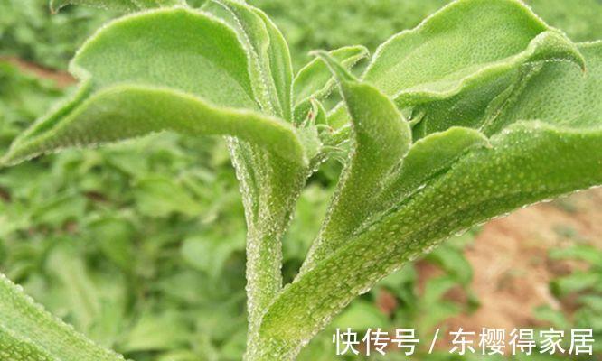 秋季|秋季养生,推荐3种食物,淡化色斑,美白肌肤,身体更健康!