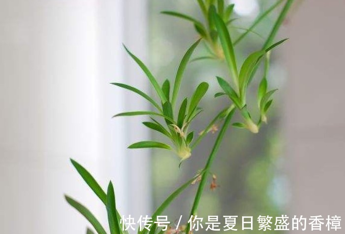 5种花自带“生根器”，如果遇到别客气，随手掐根枝，见土就成活