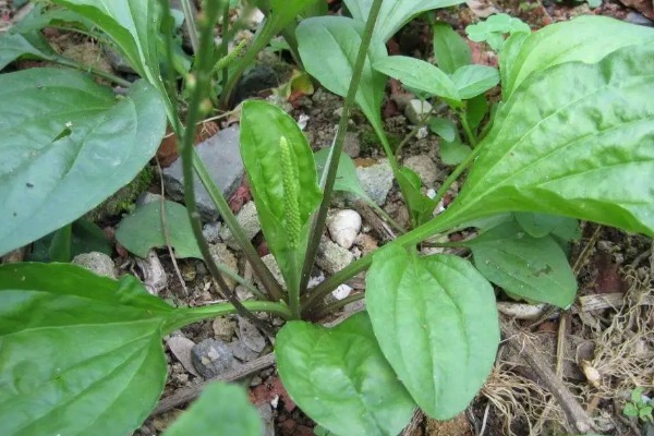 用车前草|喝“车前草”泡的水,对身体有以下好处,药用价值很高!