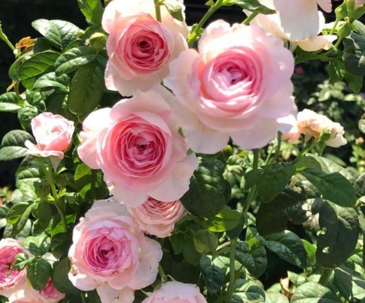 喜欢养花,不如养盆长寿花,养在家里造型秀丽,美艳动人,超美