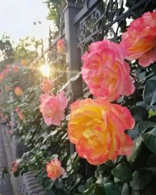 区别|月季、蔷薇、玫瑰有区别，懂得1点，全都能养好，开花一茬茬