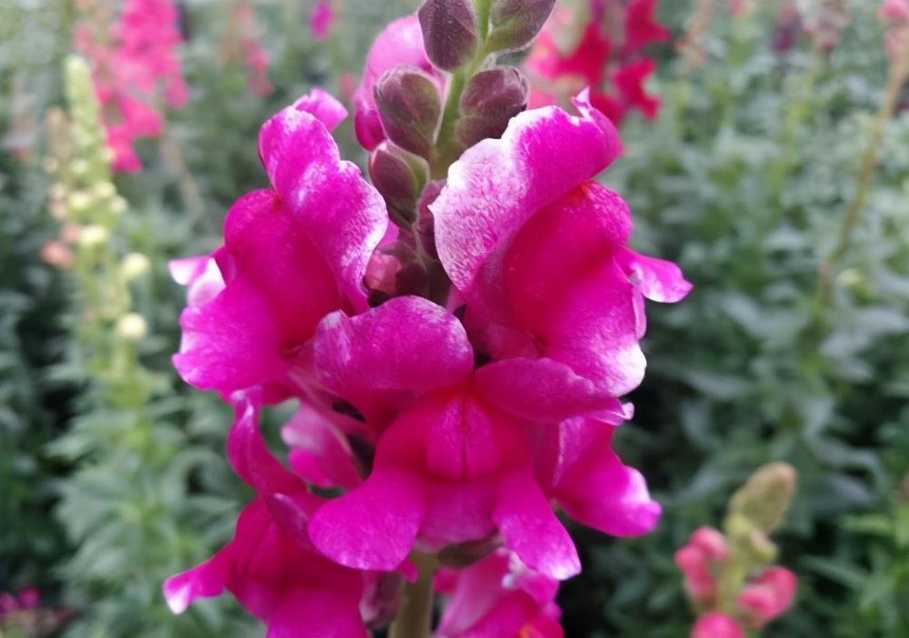 金鱼草花朵像金鱼嘴,熟悉它的习性,养开花很简单