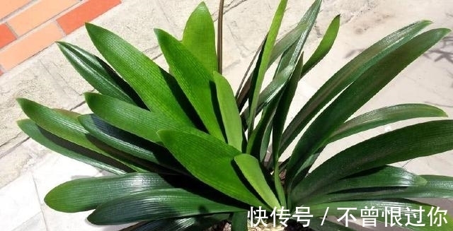 花草|都知道啤酒养花好,然而,没掌握住“浓度配比”却会出大事