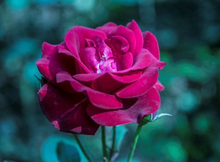 此款植物最耐寒,适合深秋初春,开花量大,花开枝繁叶茂