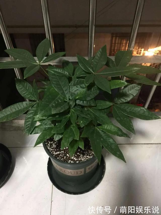 白掌花|旺财旺运的5种盆栽,好看好养,放家里一盆不吃亏