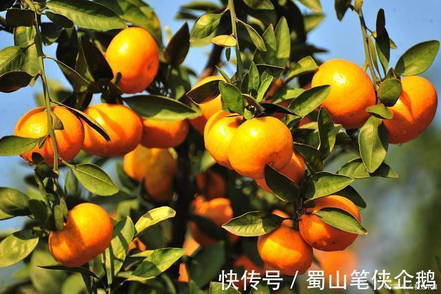 秋季|秋已至,谨记“润肺养胃”,喝二茶、吃三果、做四事,健康一整年