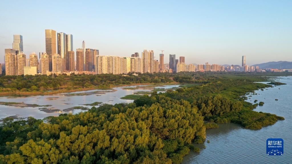 新华全媒+丨6公里红树林拥城市入怀