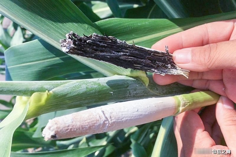 高粱上|这东西,农民痛恨不已,殊不知是“天然黑松露”,50元一斤