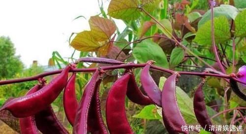 木耳|对身体很好的3种食物,营养丰富,延缓衰老,爱吃就赚了