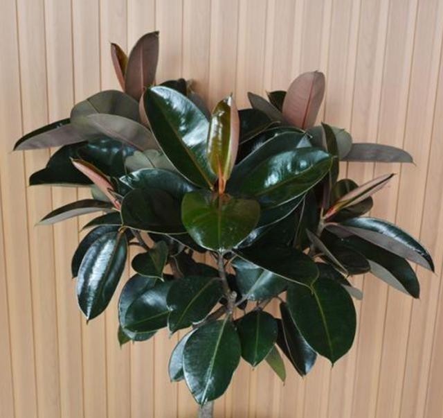 4种可以在家中盆栽的“树”,皮实好养颜值高,第四种养的人很少