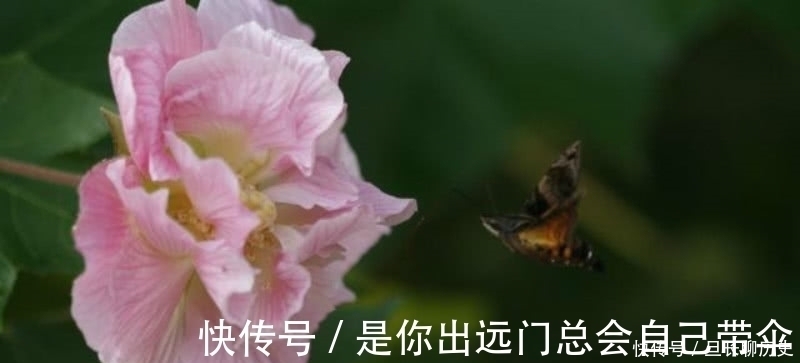 唯美#王维最唯美的一首诗,通篇短短的四句,却是美得犹如一幅山水画卷