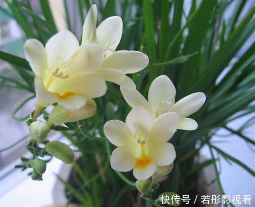 红霞|5种花是花中劳模，一年四季开花不断，繁花似锦，开花娇艳