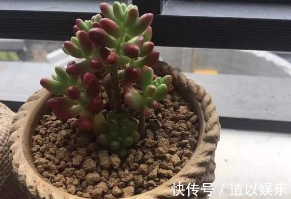 多肉虹之玉长气生根,该如何对症解决学着这么办好减少伤亡