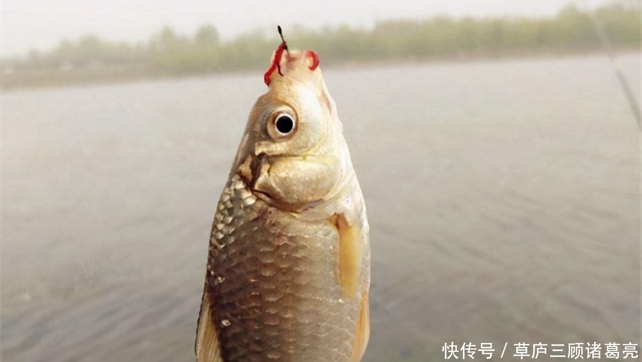 睡眠|鱼委屈:“你根本不了解我,说的就是你,整天诱我上钩的钓鱼人”