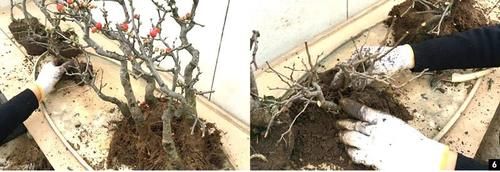 11株苗扎堆，不是柴火，而是一道苍山叠翠山水风光的水旱盆景！