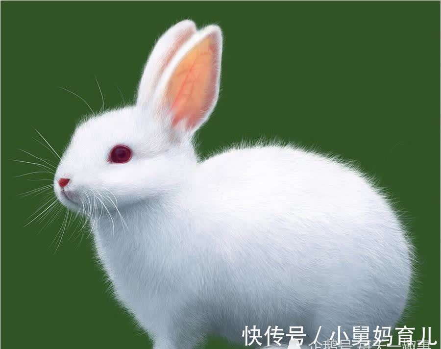 十二生肖|生肖兔：1963年“兔兔兔兔”的下半生，每个属兔人都跑不掉！