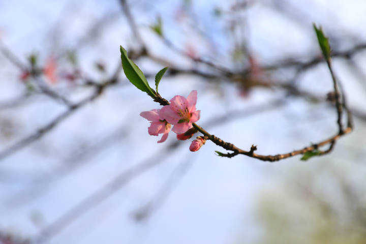 苏堤白堤的第一株桃花都开了 比往年提前一个月
