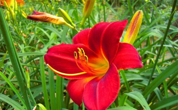 漂亮|6种漂亮花，35度高温不休眠，越热花越多，夏天养花首选