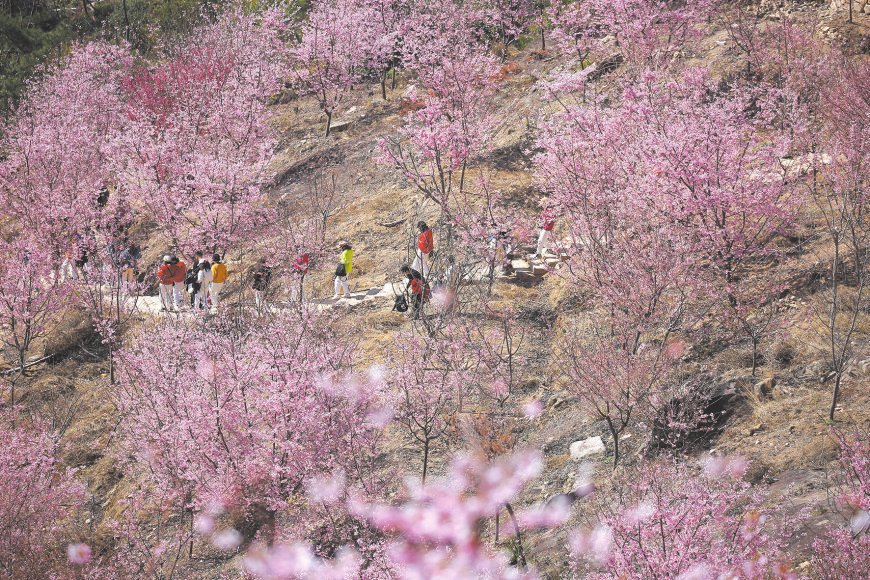 温州|温州最美赏樱季要来了