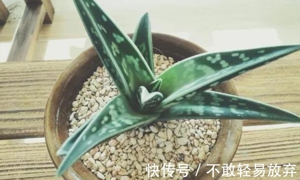 多肉盆栽,天冷不上色怎么办?关小黑屋叶子1个月就变糖果色