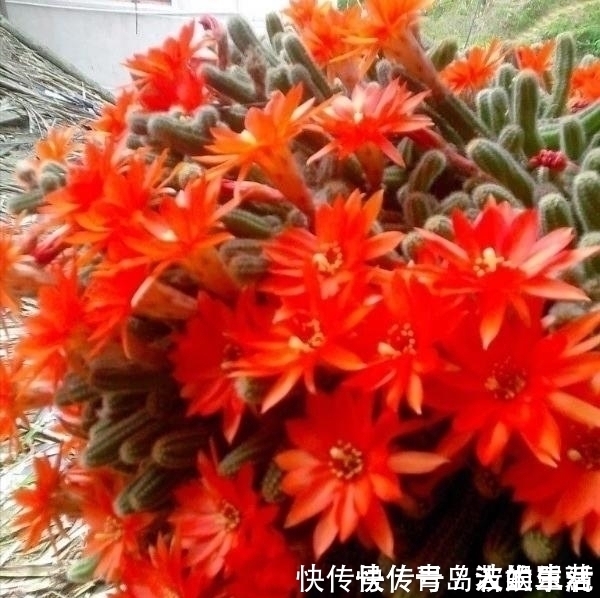 白檀|10款能吊起来养的多肉，一个比一个美，还不占地方
