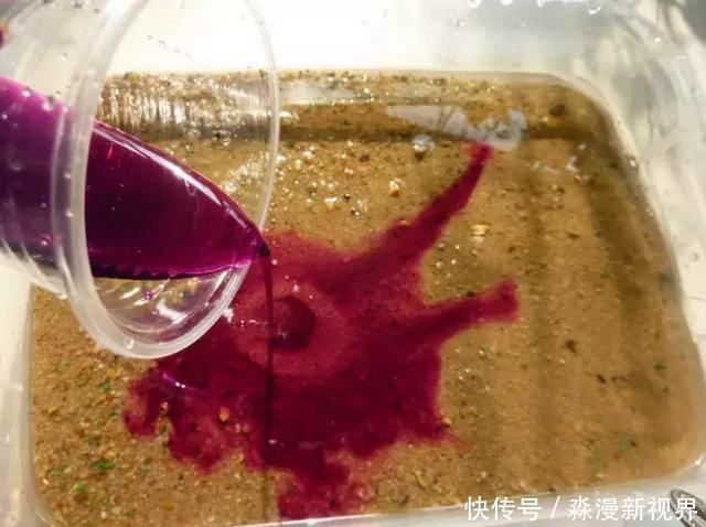 矿泉水瓶|扦插加个小药片,成活率翻番,新手也能做得好!