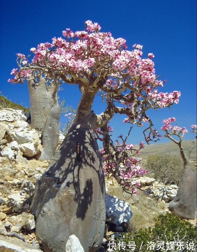 沙漠玫瑰不开花简单“4步”操作，30天开成“玫瑰树”